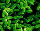 У Чехії бактерію E.coli знайшли в пляшках з мінеральною водою