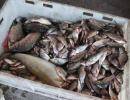 40 тонн херсонської риби не доїхали до Криму