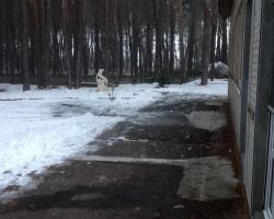 У Черкасах невідомі кинули вибухівку у будинок мера міста