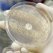 У Німеччині 200 нових випадків зараження E.coli