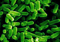 У Чехії бактерію E.coli знайшли в пляшках з мінеральною водою
