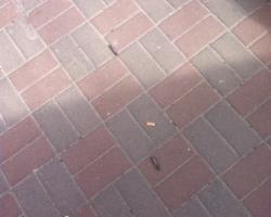 В центрі Києва відбулася стрілянина (ФОТО)